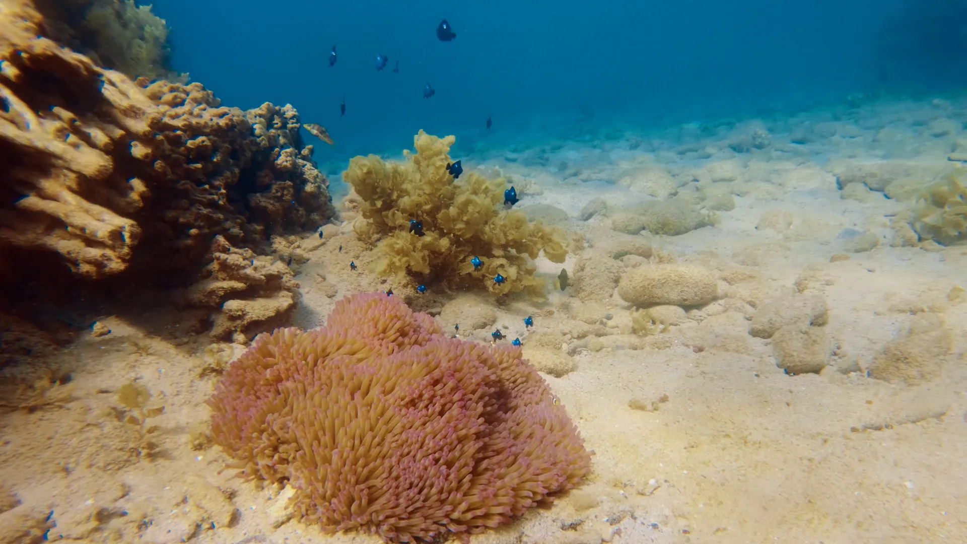 A pink anemone on the sand beside hard coral and small blue fish.