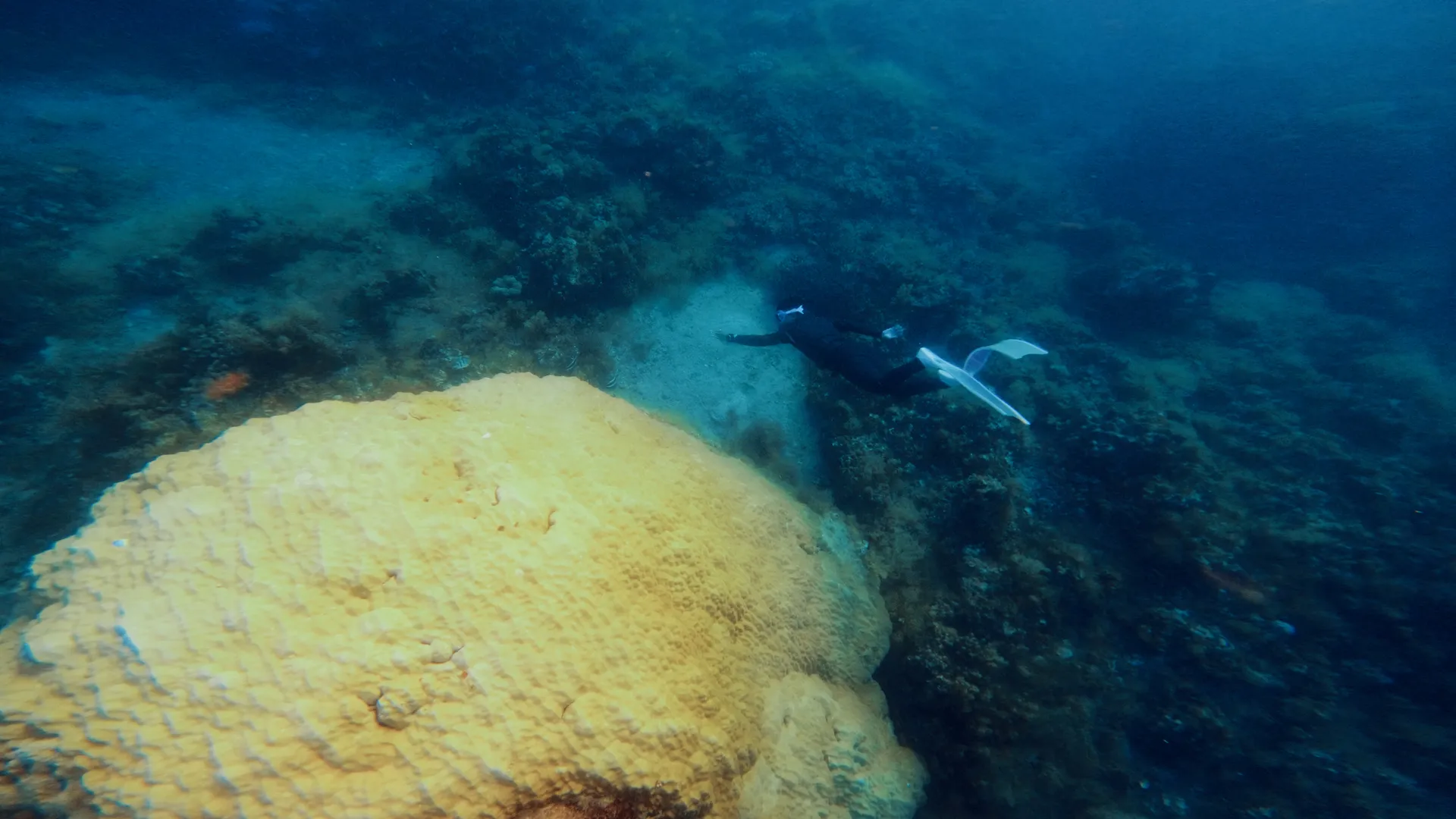 A freediver passing above a large pale coral dome.