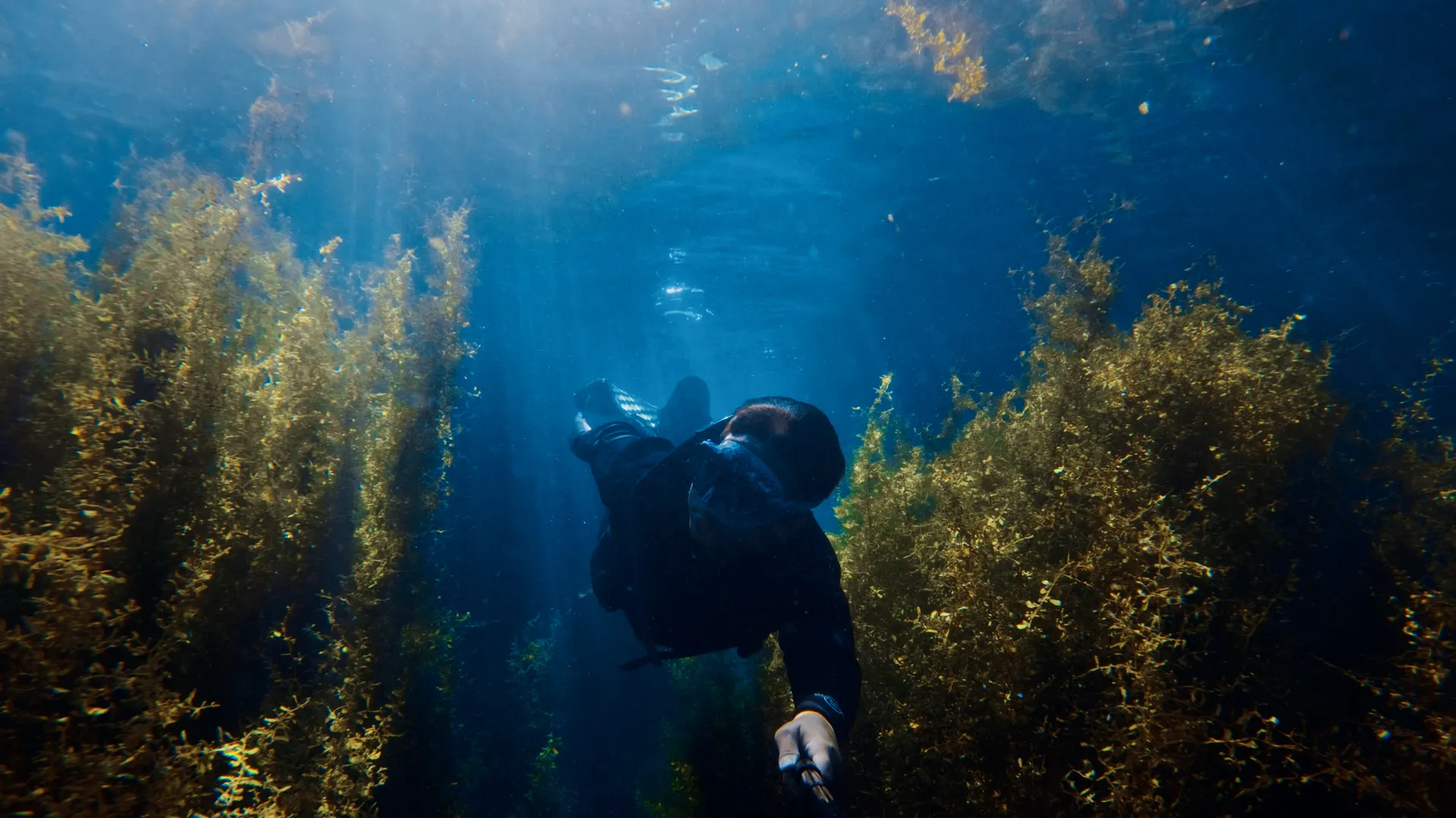 A freediver moving through underwater vegetation with sunlight coming down between the fronds.