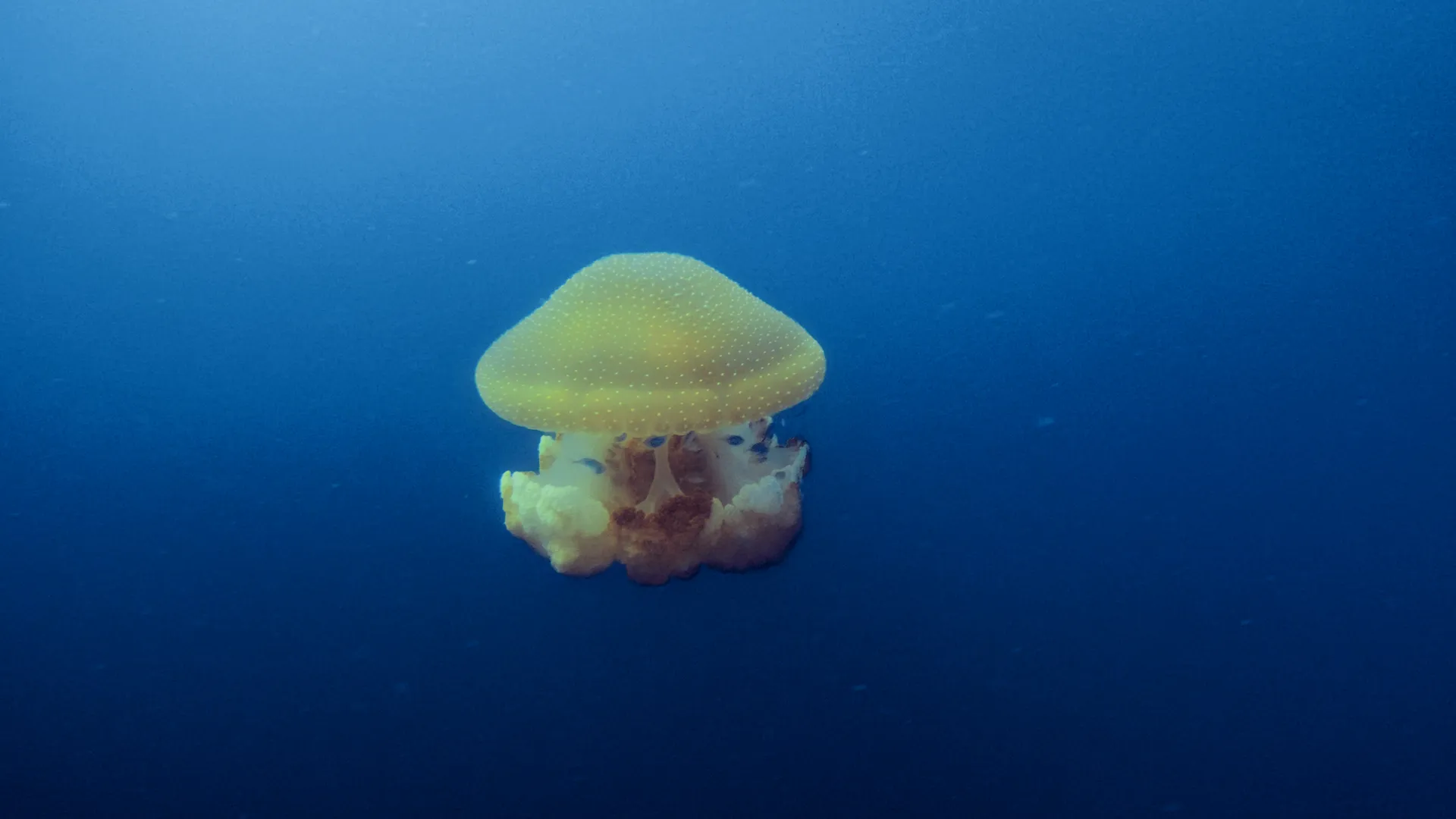 A single golden jellyfish suspended in open blue water.