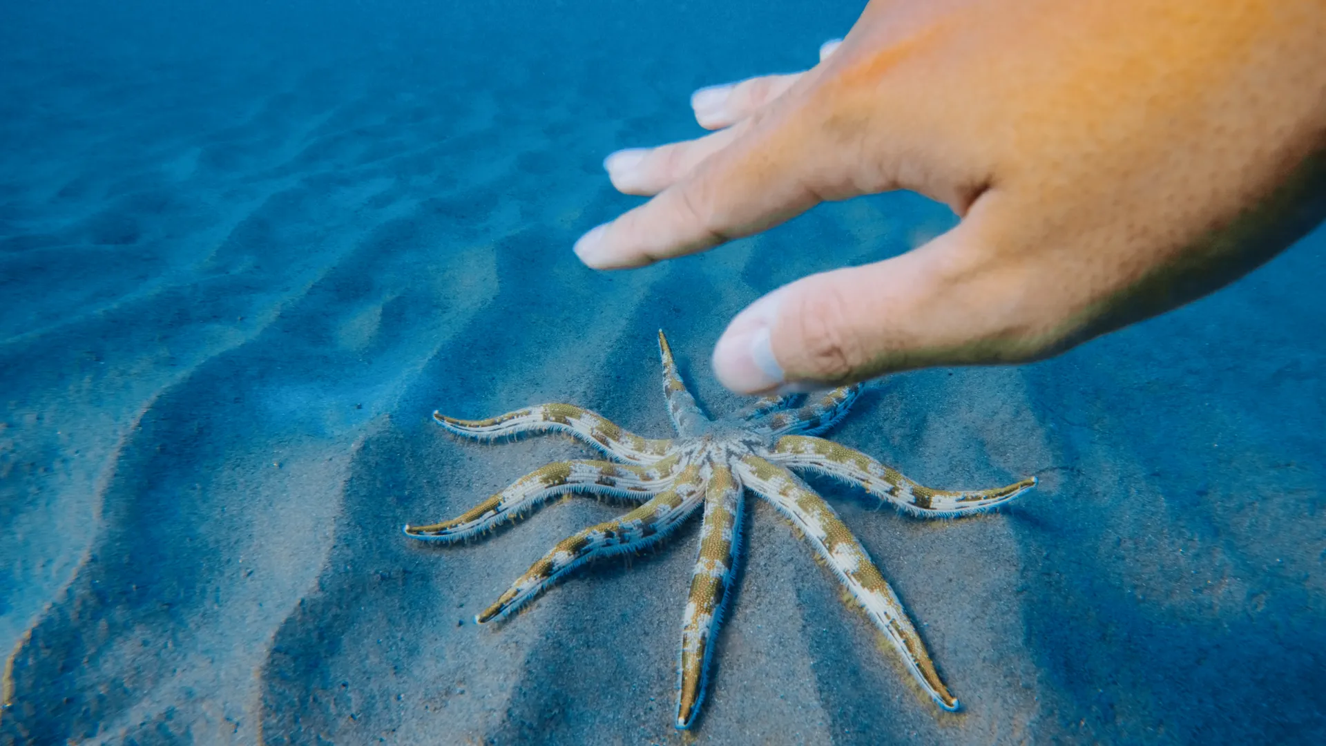 A hand reaching towards a patterned starfish resting on rippled sand.
