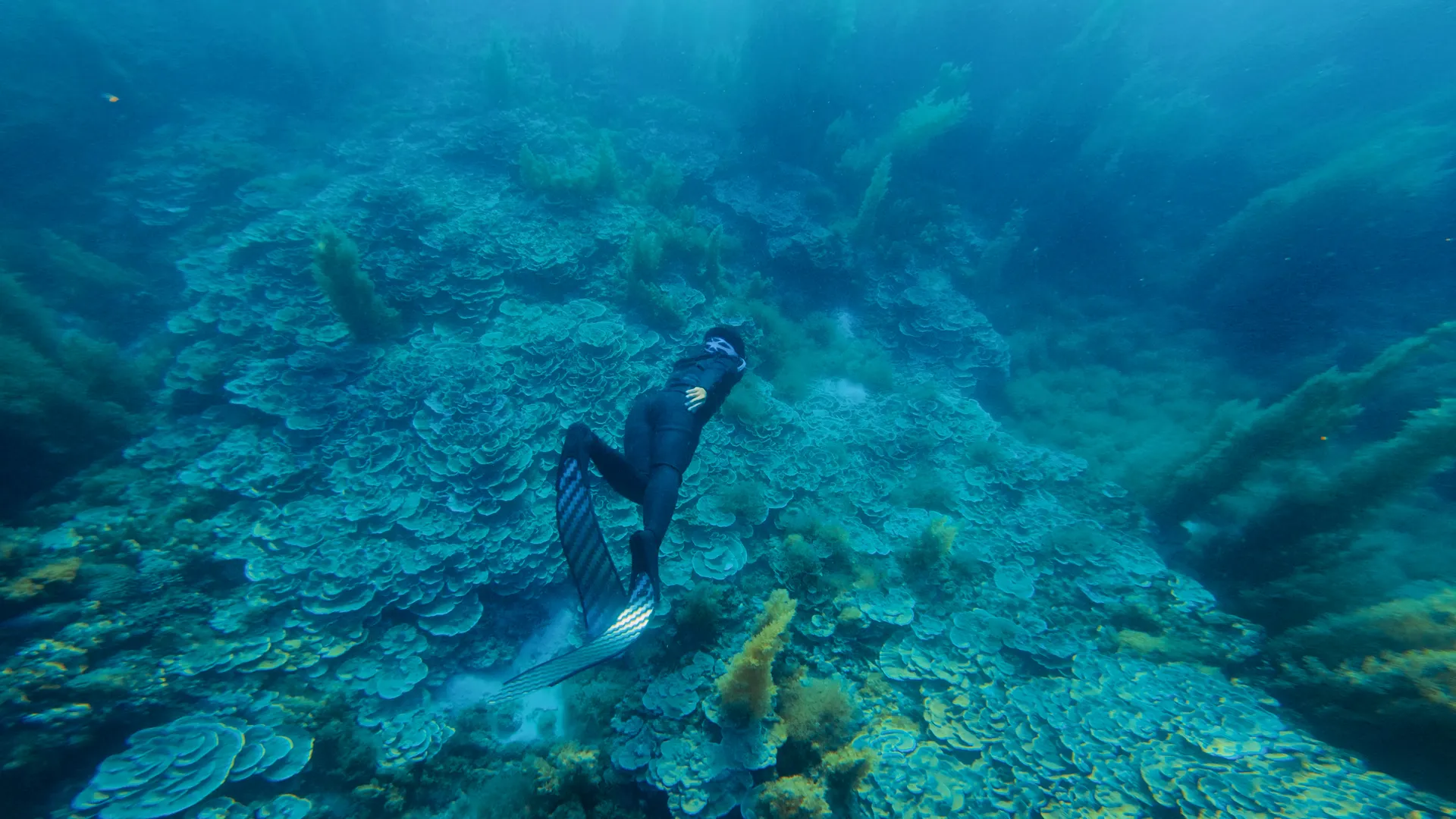 A diver swimming above a shallow reef in clear water.