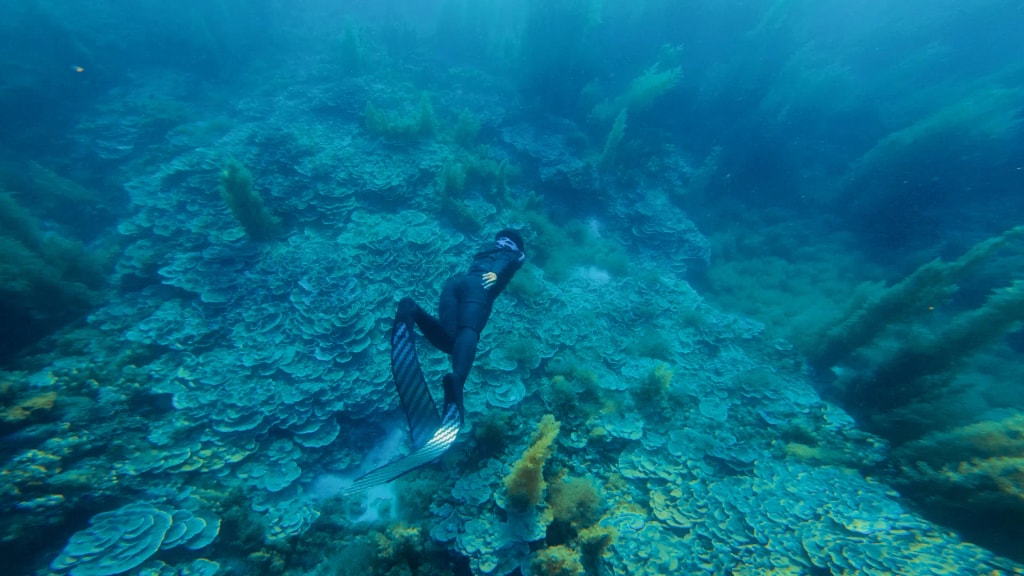 Một freediver đạp chân phía trên rạn san hô nông rộng trong làn nước xanh lục.